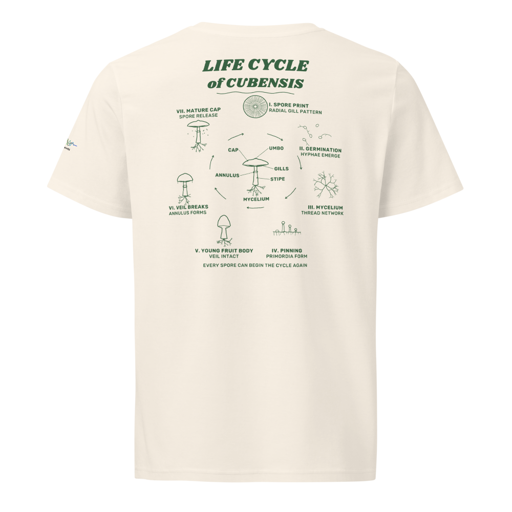 Cubensis Field Studies Tee in Vintage White, back field study in forest green