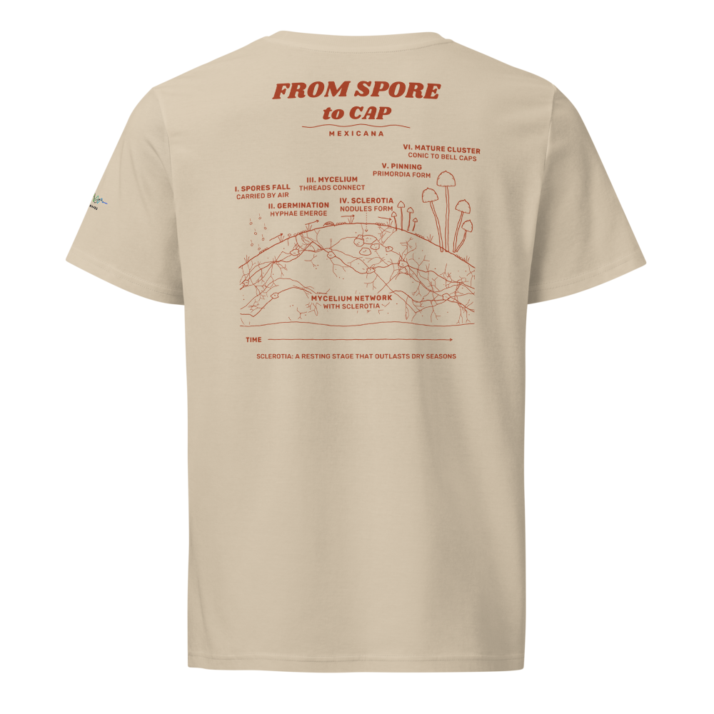 Mexicana Field Studies Tee in Desert Dust, back field study in deep terracotta